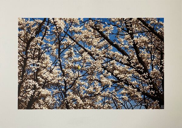 NEW! 'Sakura'