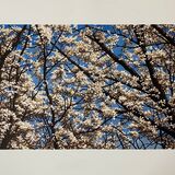 NEW! 'Sakura'