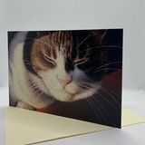 NEW CARD! 'Catnap'