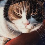 'Catnap'