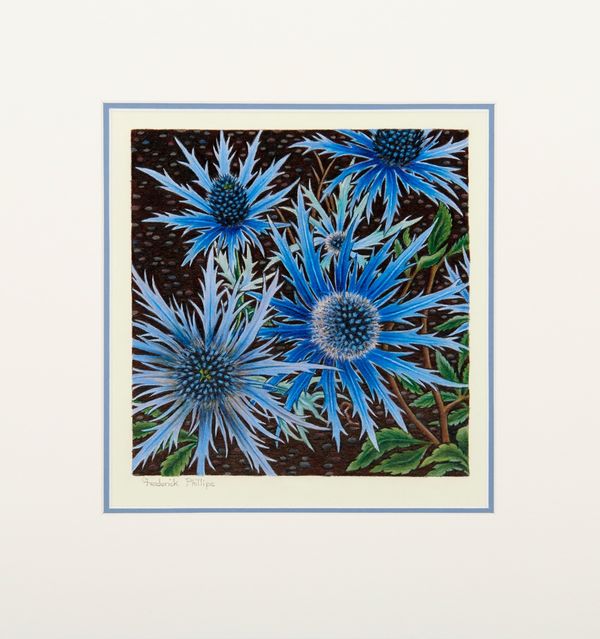 New!! 'Sea Holly' (mounted)