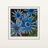 New!! 'Sea Holly' (mounted)
