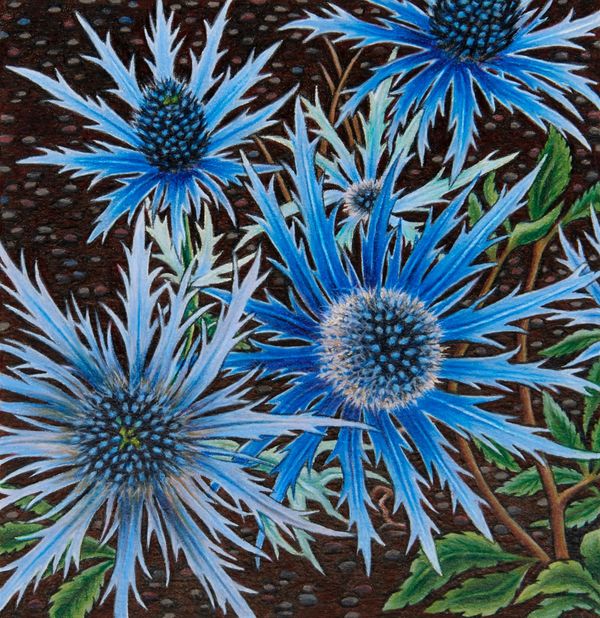 NEW!! 'Sea Holly'