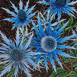 NEW!! 'Sea Holly'