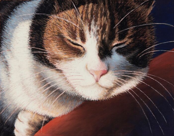 'Catnap'