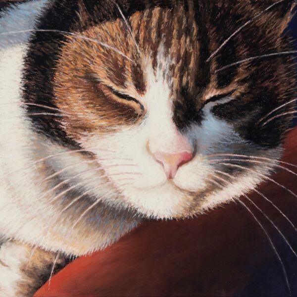 'Catnap'