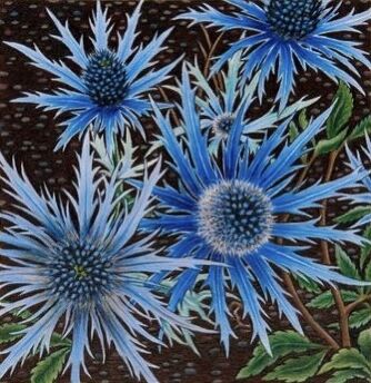 'Sea Holly'