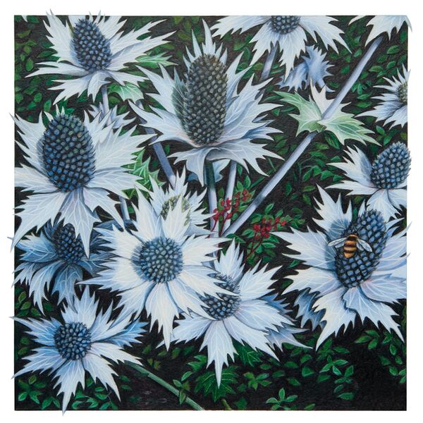 'Silver Sea Holly'