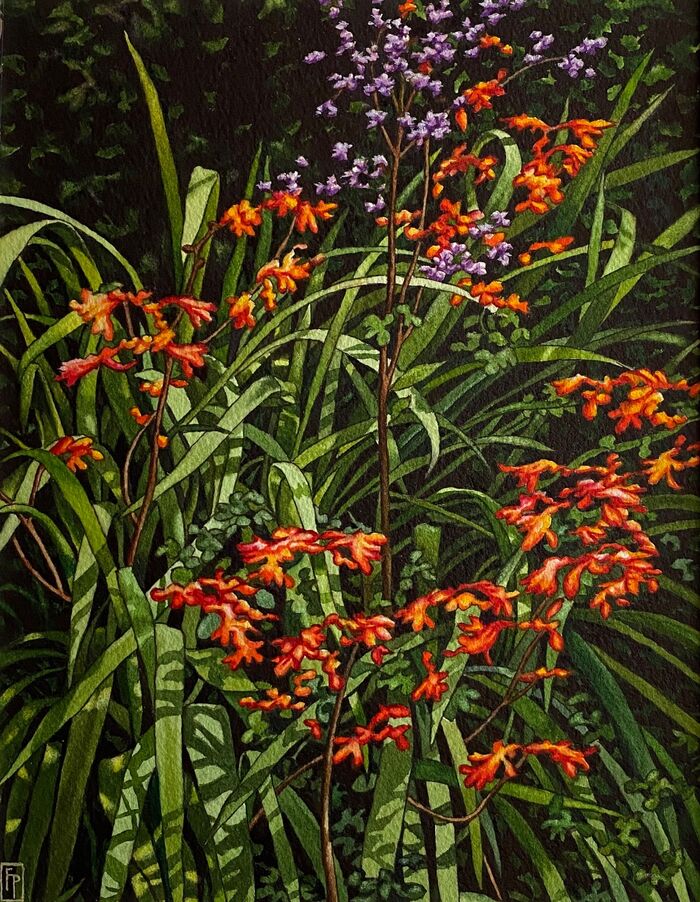 'Montbretia'