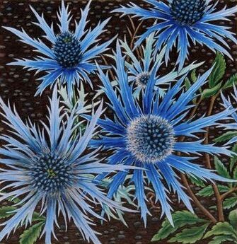 'Sea Holly'