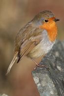 Robin, Lake District