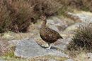 Red Grouse, Stiperstones