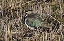 Lapwing, Minsmere