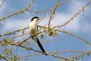 Long tailed Fiscal Shrike