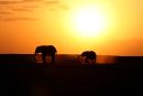 Elephant Sunset