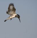 Pied Kingfisher