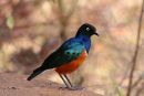 Superb Starling