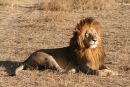 Lion (male), Maasai Mara, Kenya