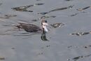 Great Northern Diver