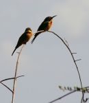 Tortilis, Amboseli 2009