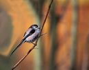 Long-tailed Tit