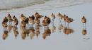 Bar tailed Godwits, Ynyslas.