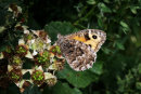 Grayling