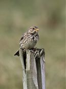 Corn Bunting, North Uist