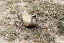 Crowned Plover