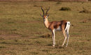 Grant's Gazelle