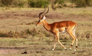 Impala