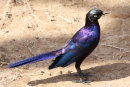 Ruppell's Long-tailed Starling