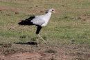 Secretary bird