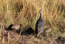 Guinea Fowl