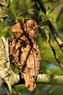Tawny Owl