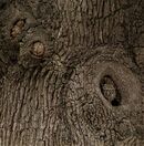 Little Owl