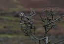 Short-eared Owl