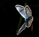 Silver studded Blue