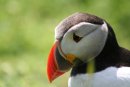 Puffins