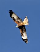 Red Kite