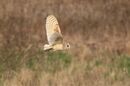 Barn Owl