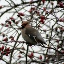 Waxwing
