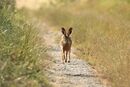 Brown Hare