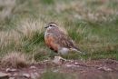 Dotterel (male)
