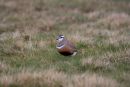 Dotterel (female)