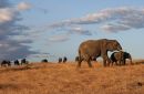 Elephant, Maasai Mara, Kenya