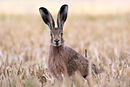 Brown Hare