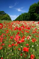 Poppies!