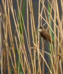 Reed Warbler