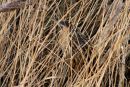 Bittern